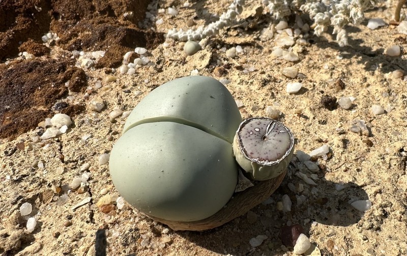 Argyroderma testiculare photo 5