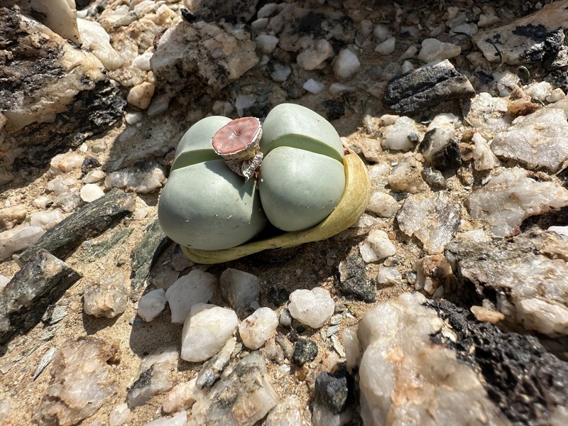 Argyroderma testiculare photo 6