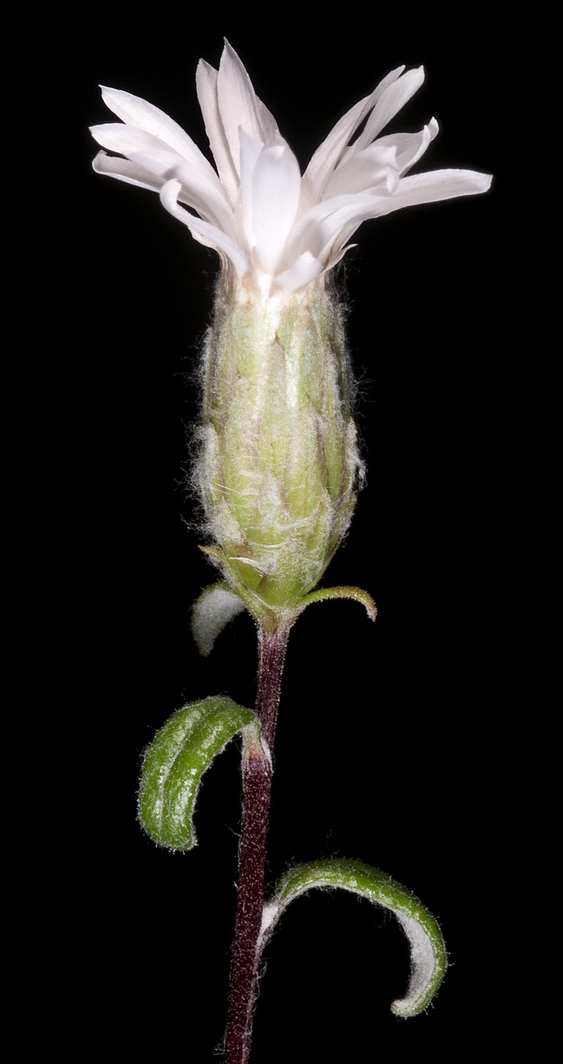 Argyroglottis turbinata