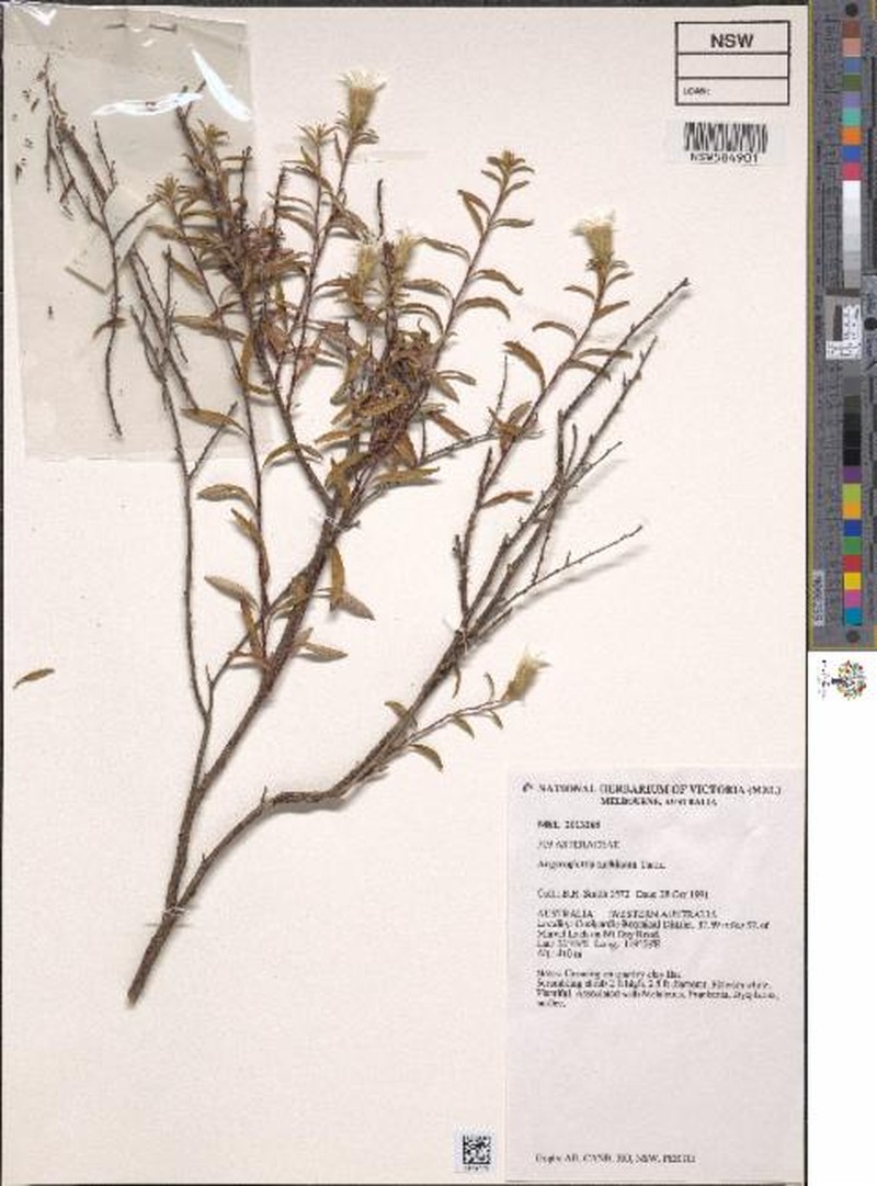 Argyroglottis turbinata photo 2