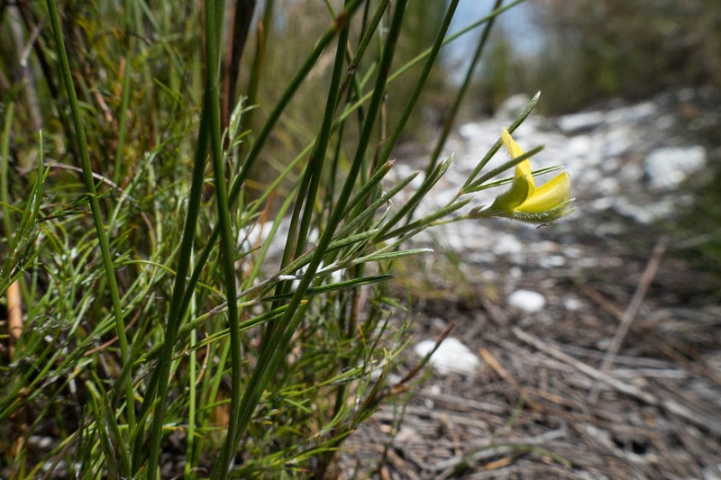 Argyrolobium aciculare