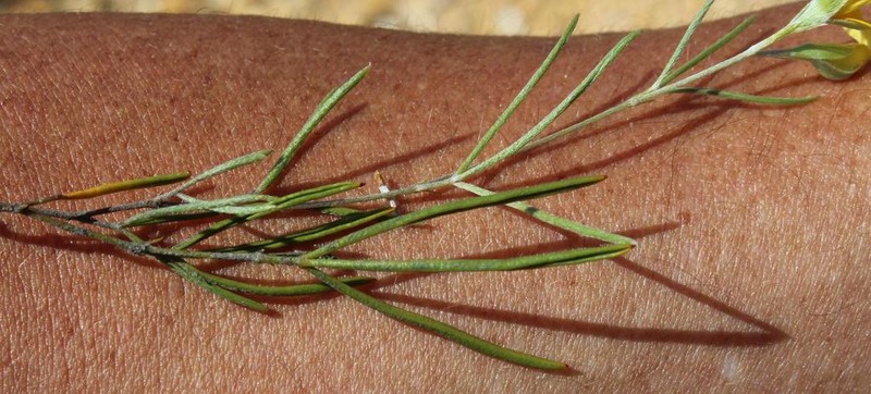 Argyrolobium aciculare photo 3