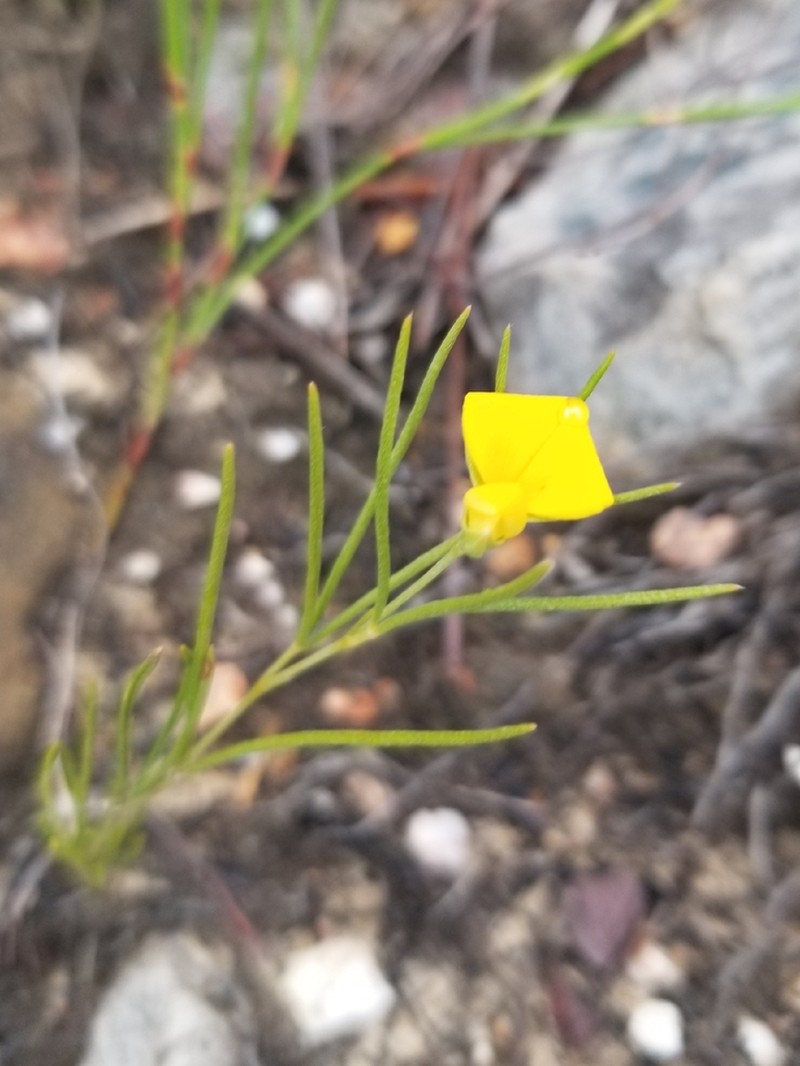 Argyrolobium aciculare photo 4