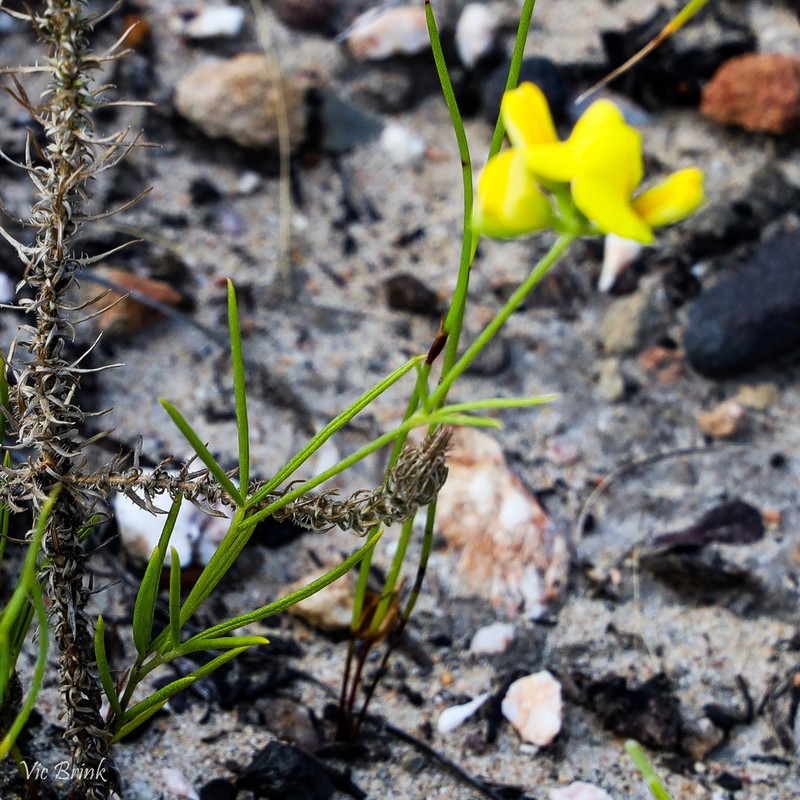 Argyrolobium aciculare photo 6