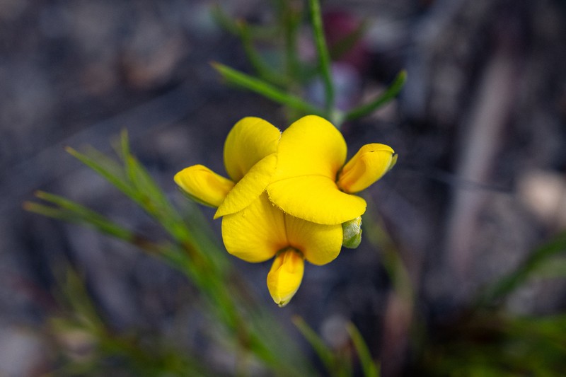 Argyrolobium aciculare photo 8