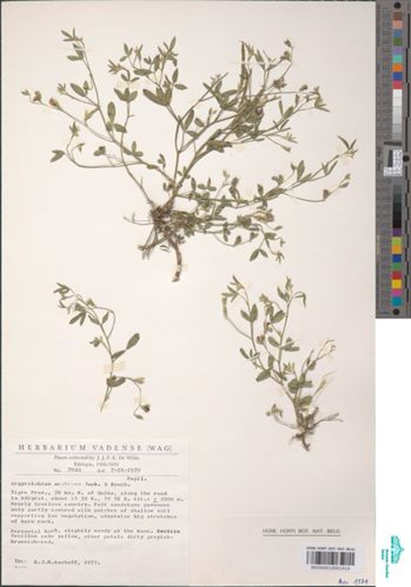 Argyrolobium aequinoctiale