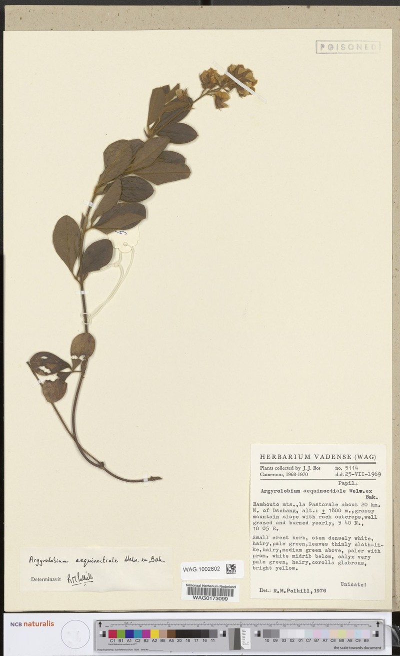 Argyrolobium aequinoctiale photo 2