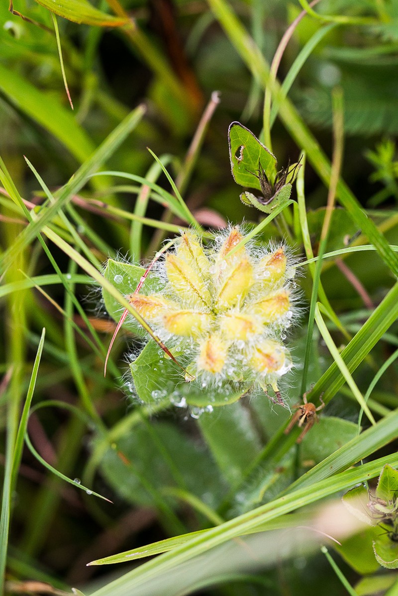 Argyrolobium amplexicaule