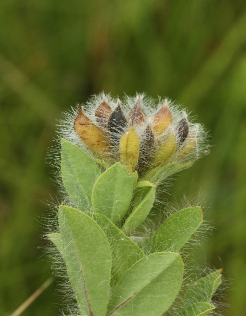 Argyrolobium amplexicaule photo 2