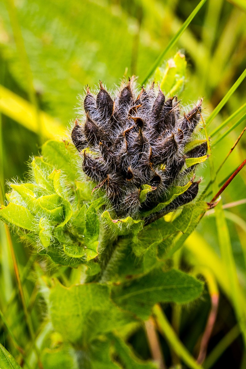 Argyrolobium amplexicaule photo 3