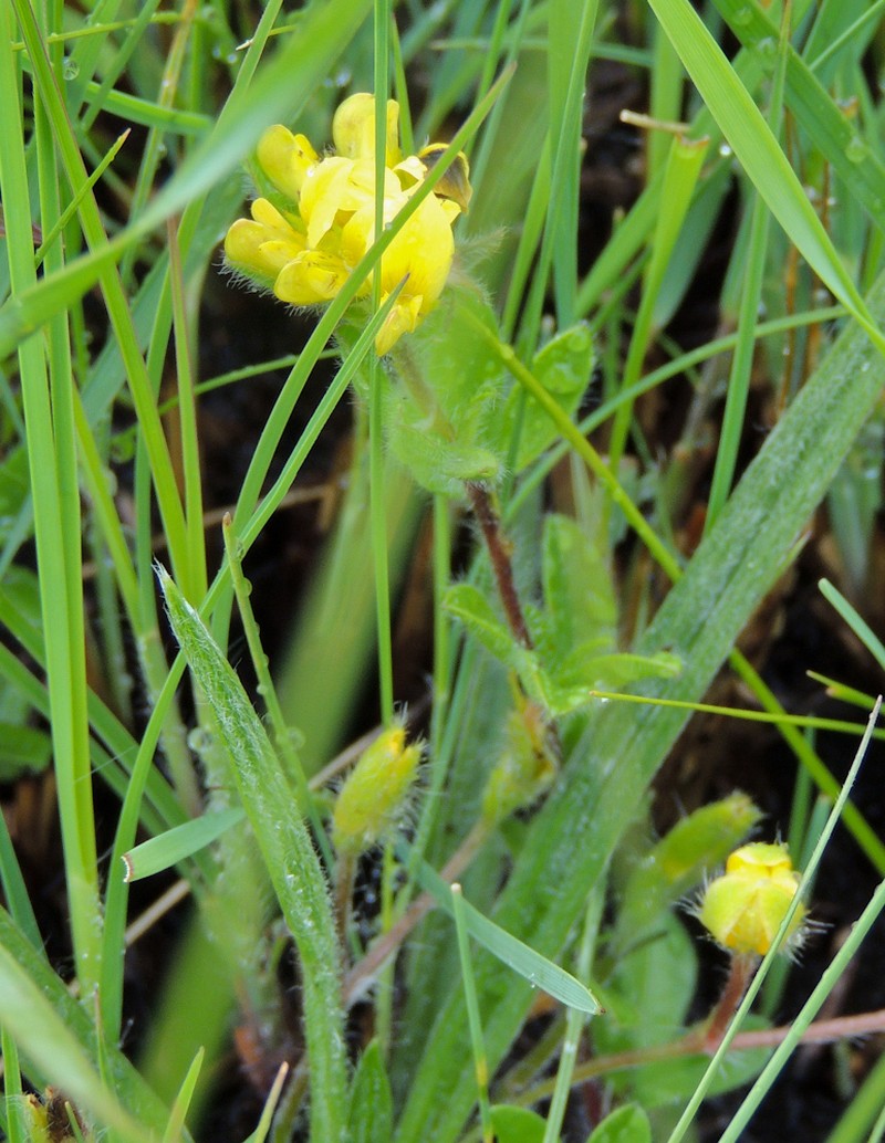 Argyrolobium amplexicaule photo 4