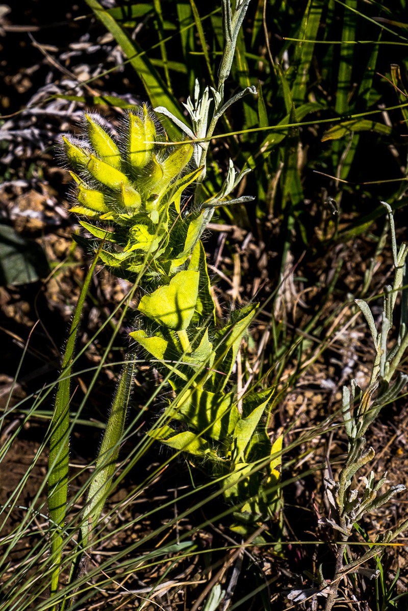 Argyrolobium amplexicaule photo 5