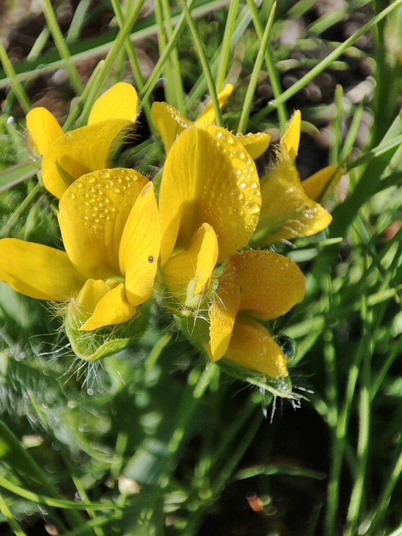 Argyrolobium amplexicaule photo 6