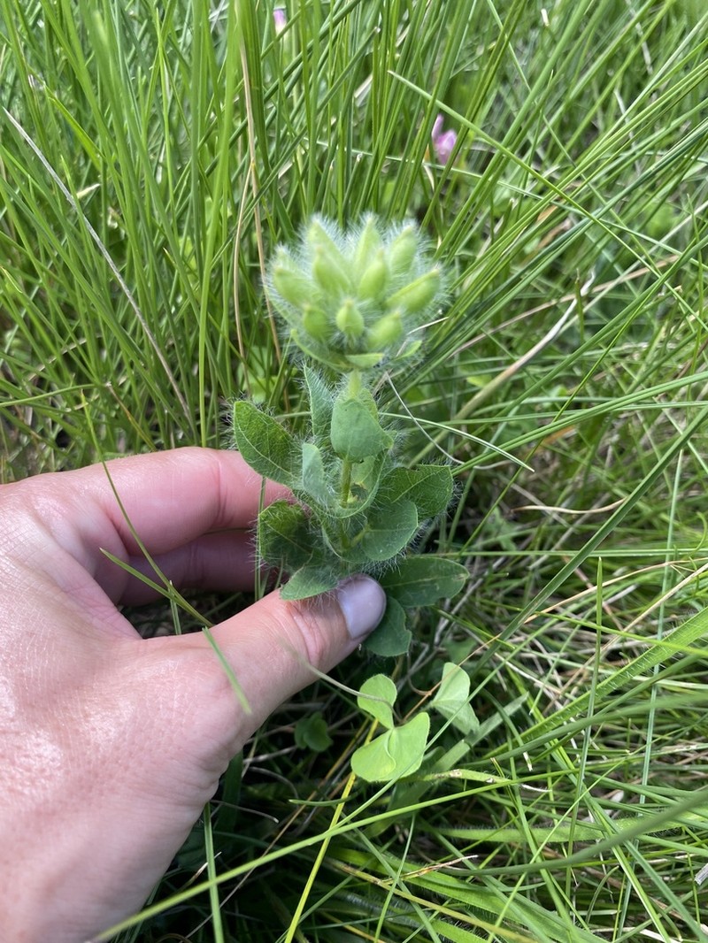 Argyrolobium amplexicaule photo 8