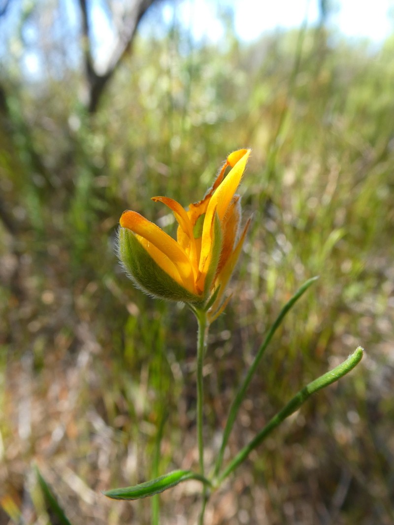 Argyrolobium angustissimum