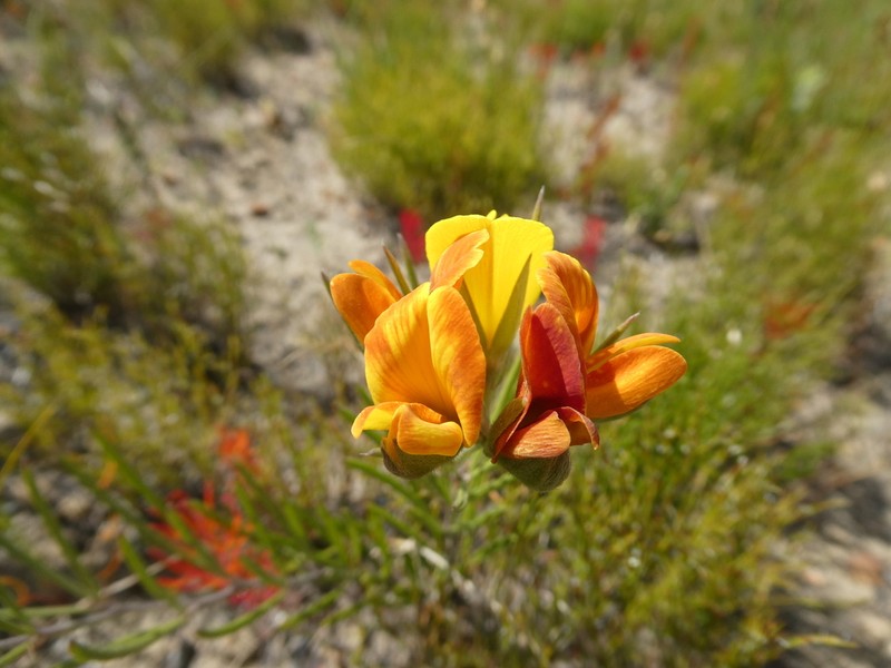 Argyrolobium angustissimum photo 2