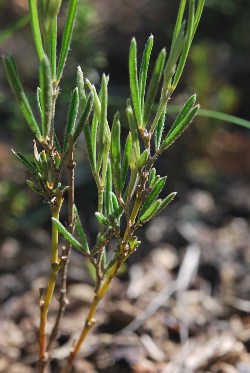 Argyrolobium angustissimum photo 3