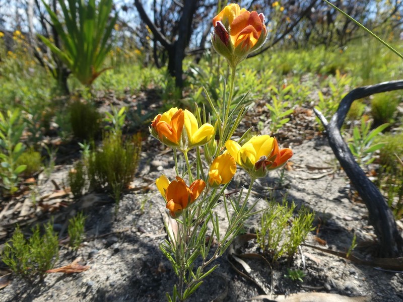 Argyrolobium angustissimum photo 4