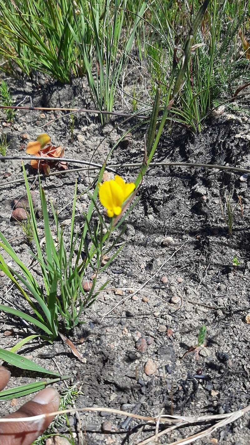 Argyrolobium angustissimum photo 6