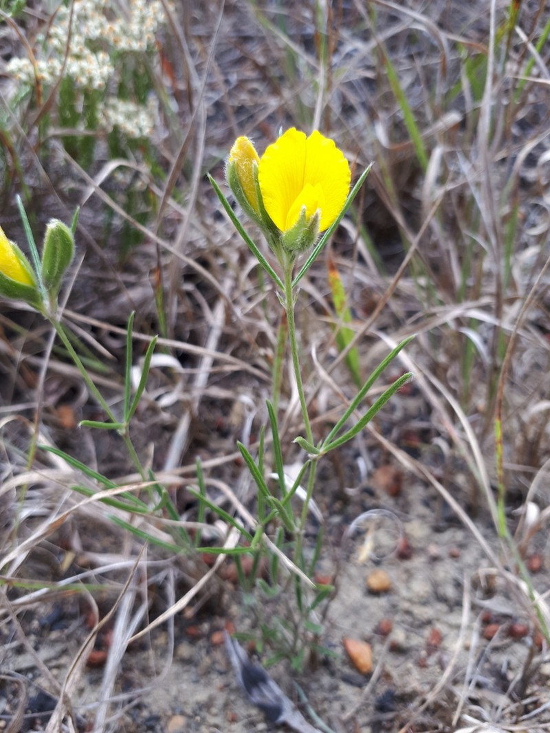 Argyrolobium angustissimum photo 7