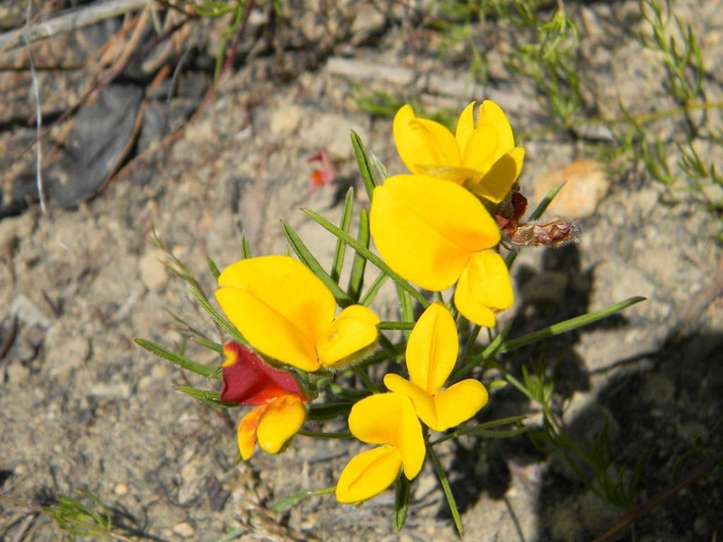 Argyrolobium angustissimum photo 8