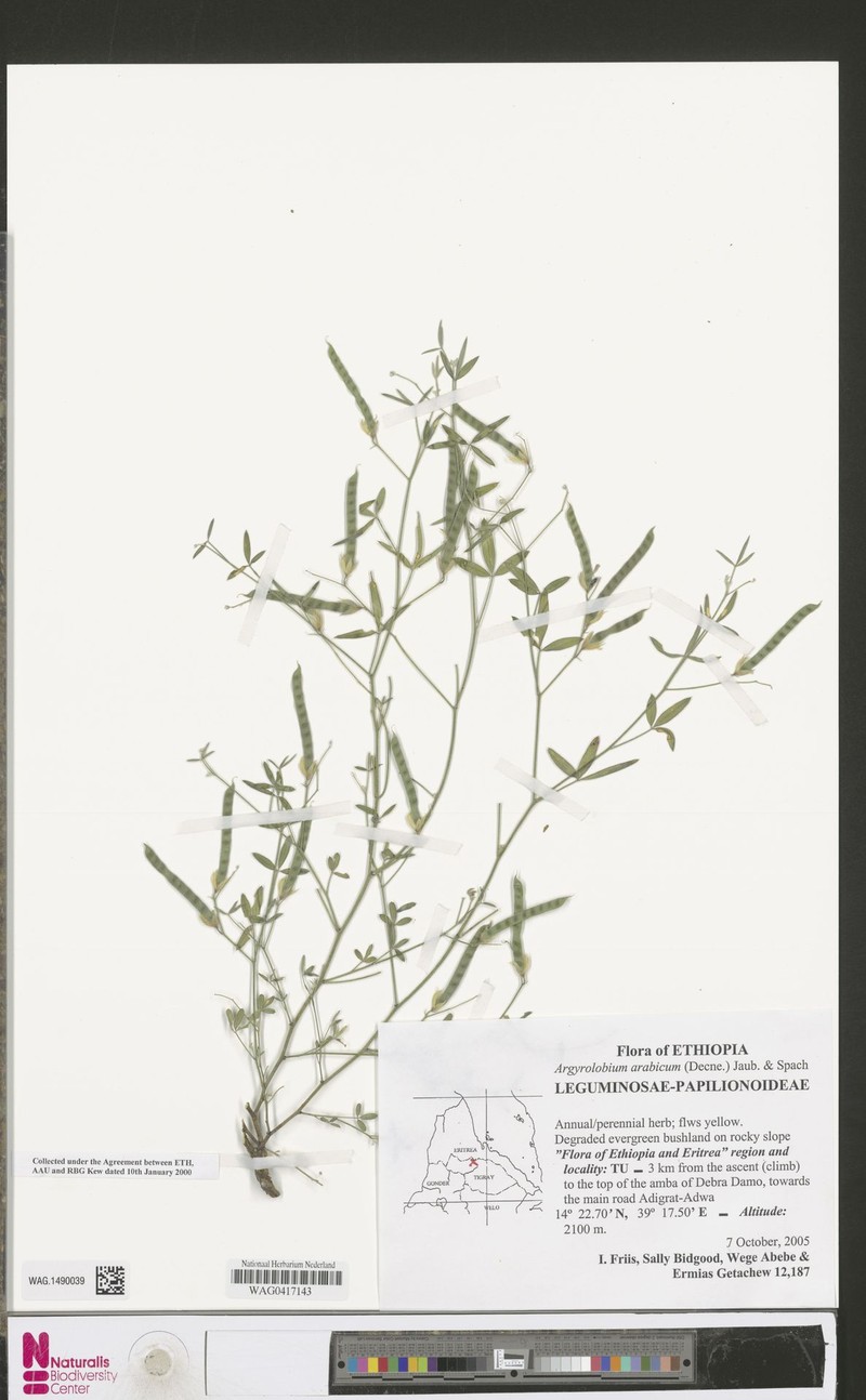 Argyrolobium arabicum
