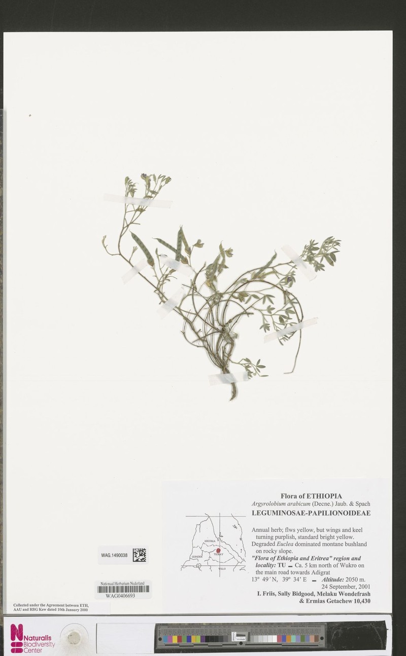 Argyrolobium arabicum photo 2