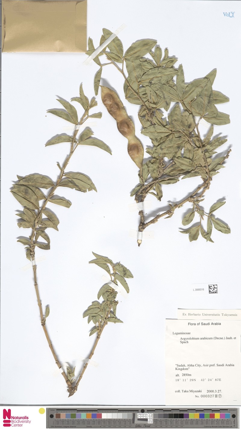 Argyrolobium arabicum photo 3