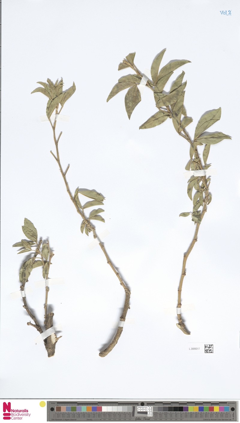 Argyrolobium arabicum photo 4