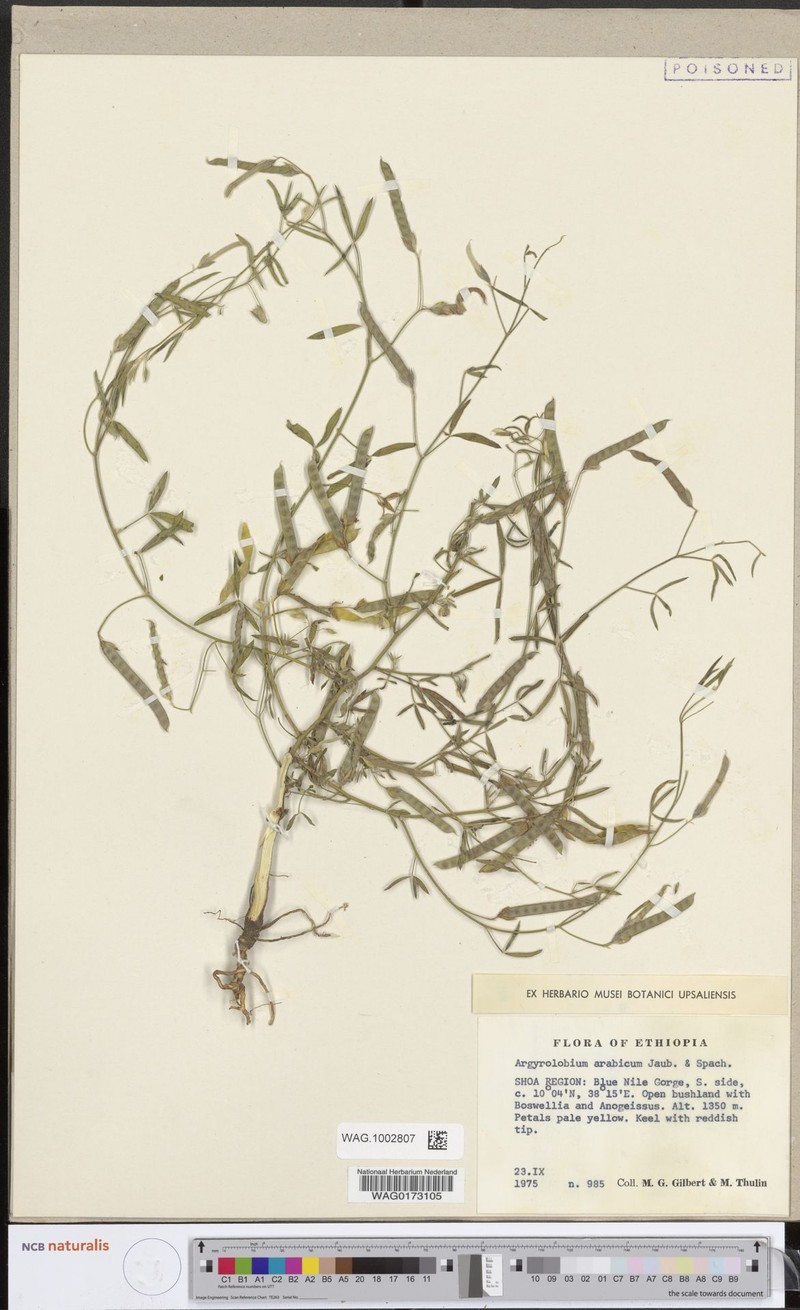 Argyrolobium arabicum photo 5