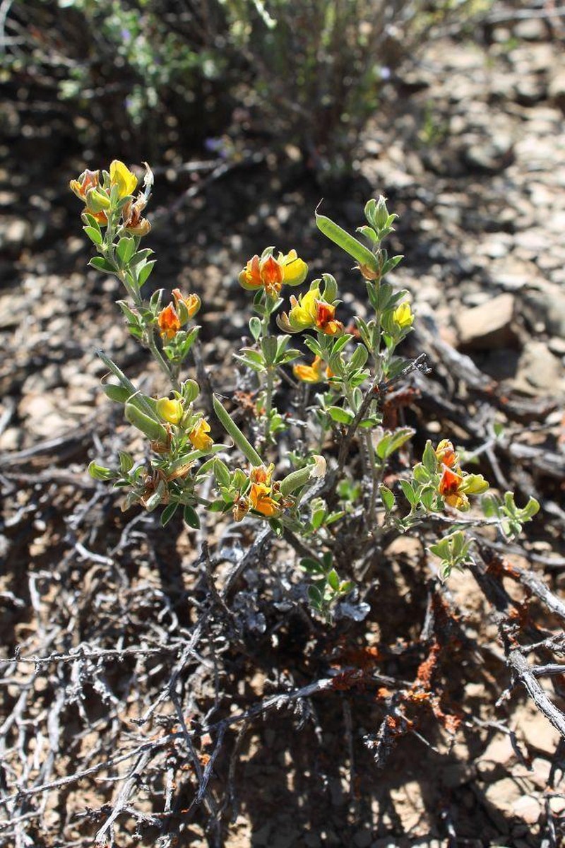 Argyrolobium argenteum
