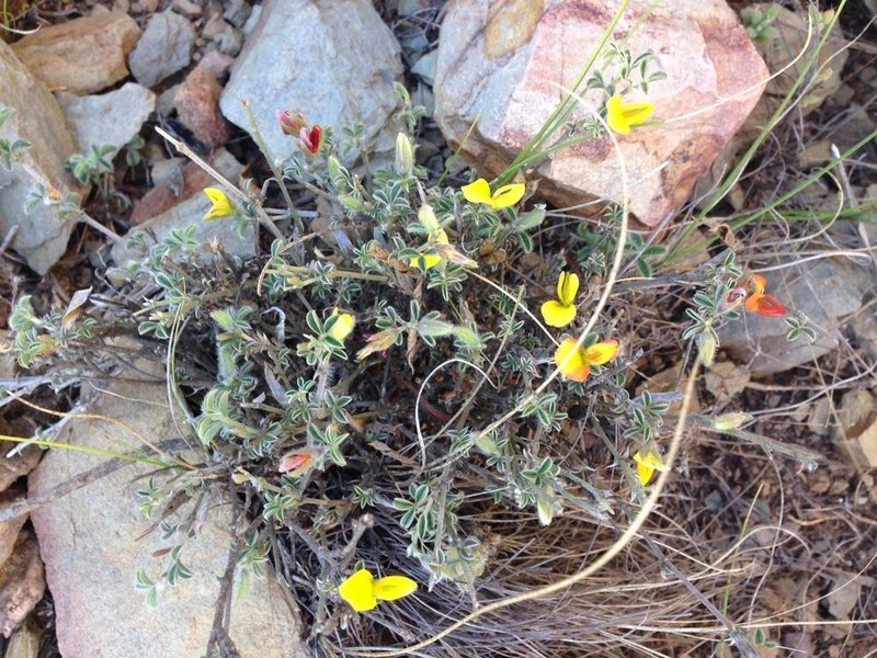 Argyrolobium argenteum photo 2