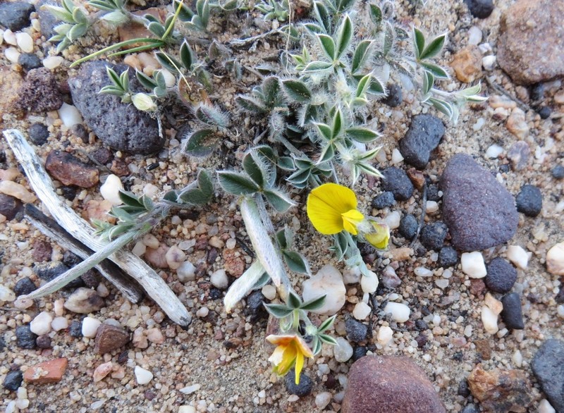 Argyrolobium argenteum photo 3