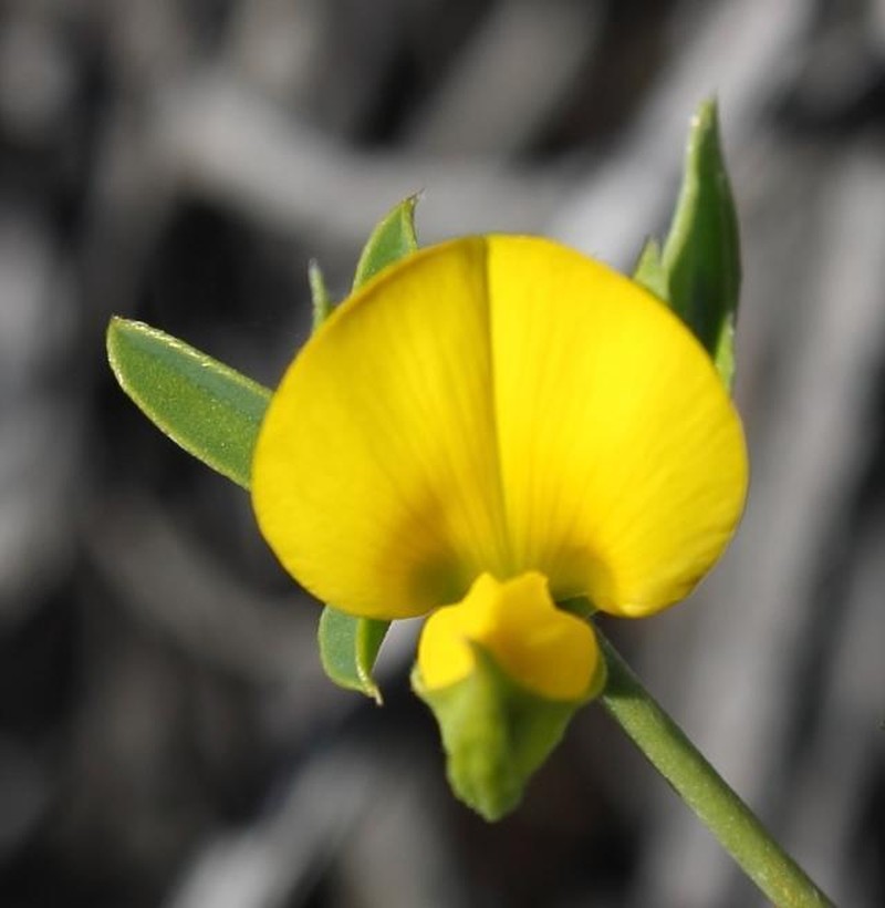 Argyrolobium argenteum photo 4