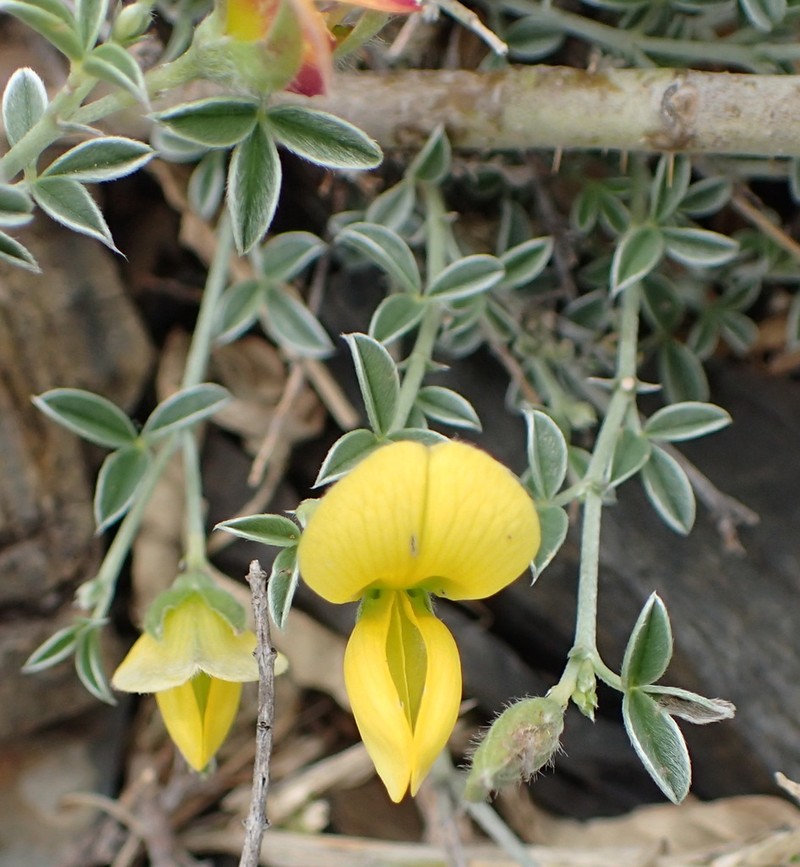 Argyrolobium argenteum photo 5
