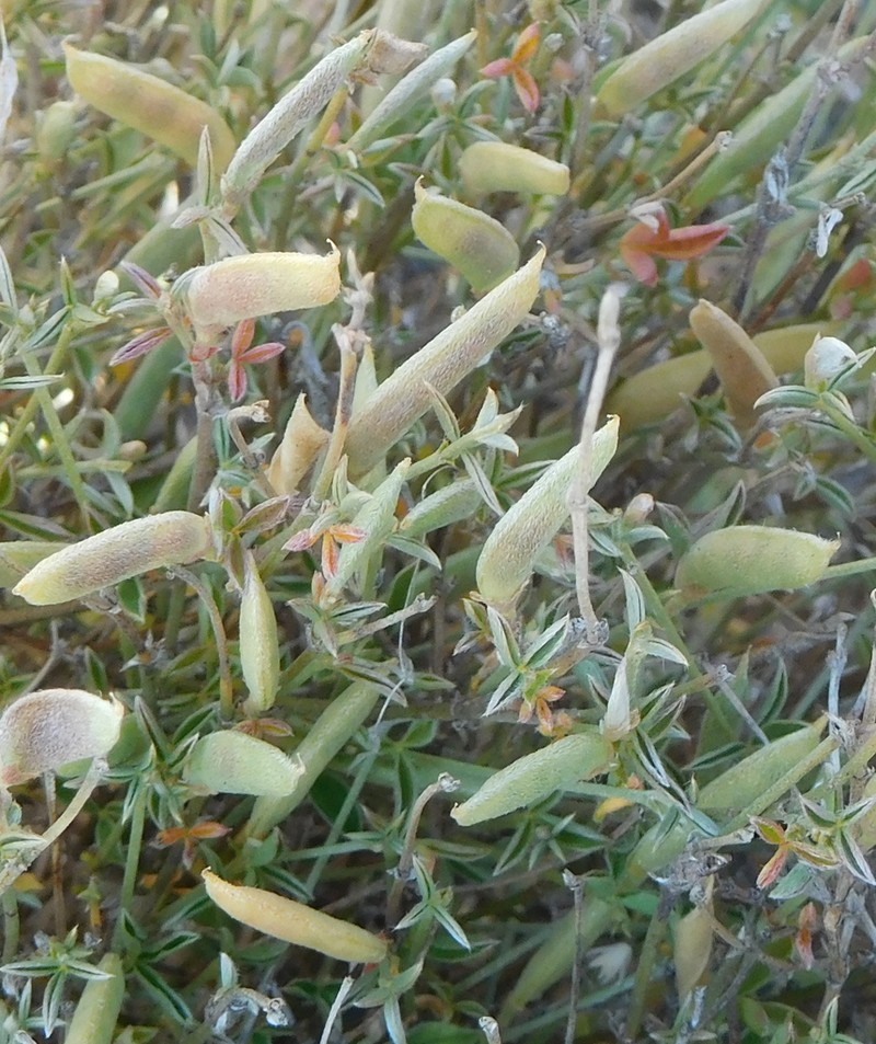 Argyrolobium argenteum photo 8