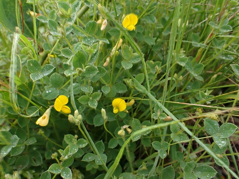 Argyrolobium ascendens