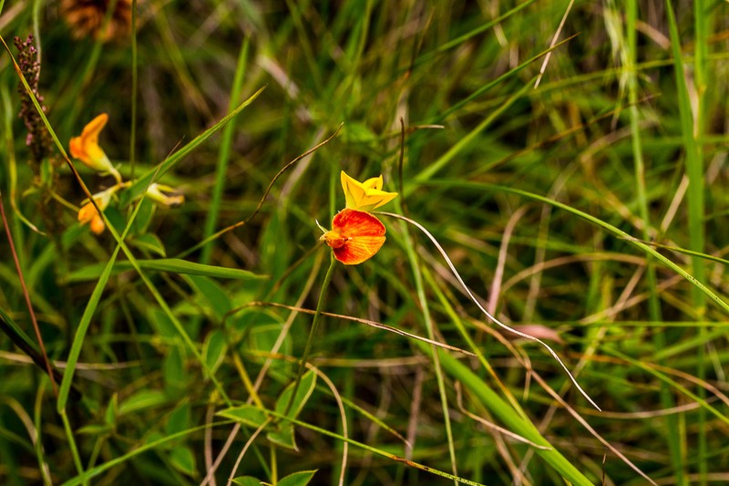 Argyrolobium ascendens photo 2