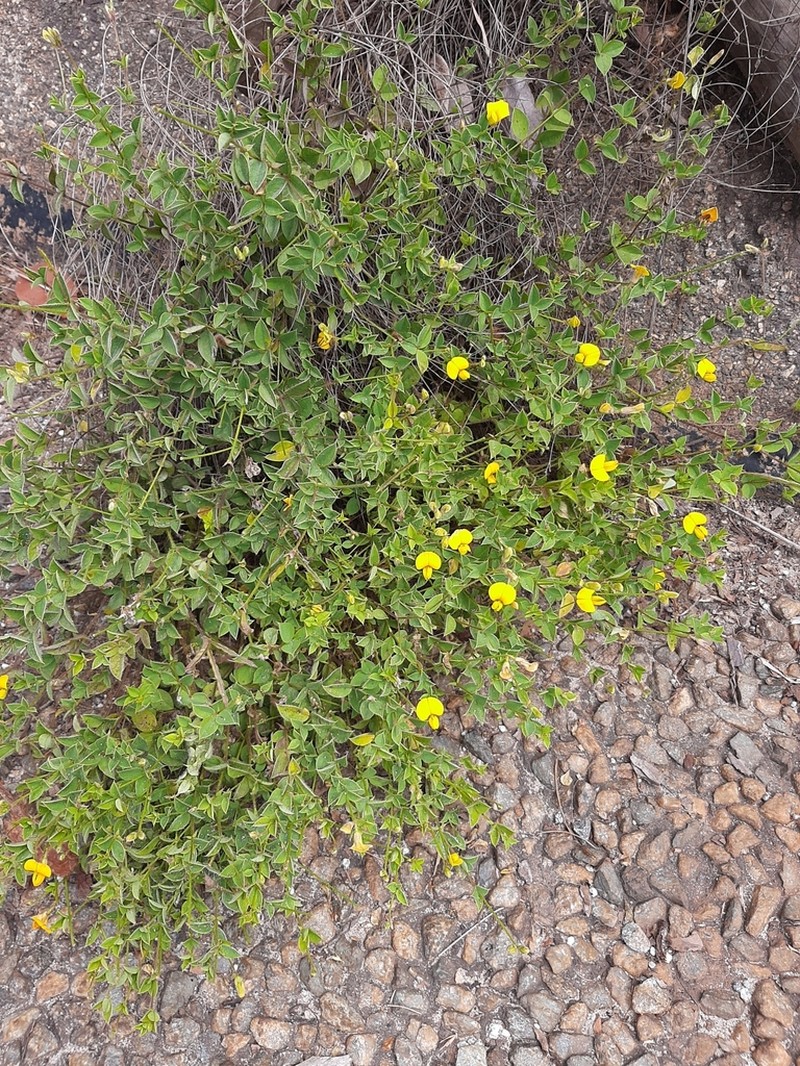 Argyrolobium ascendens photo 3