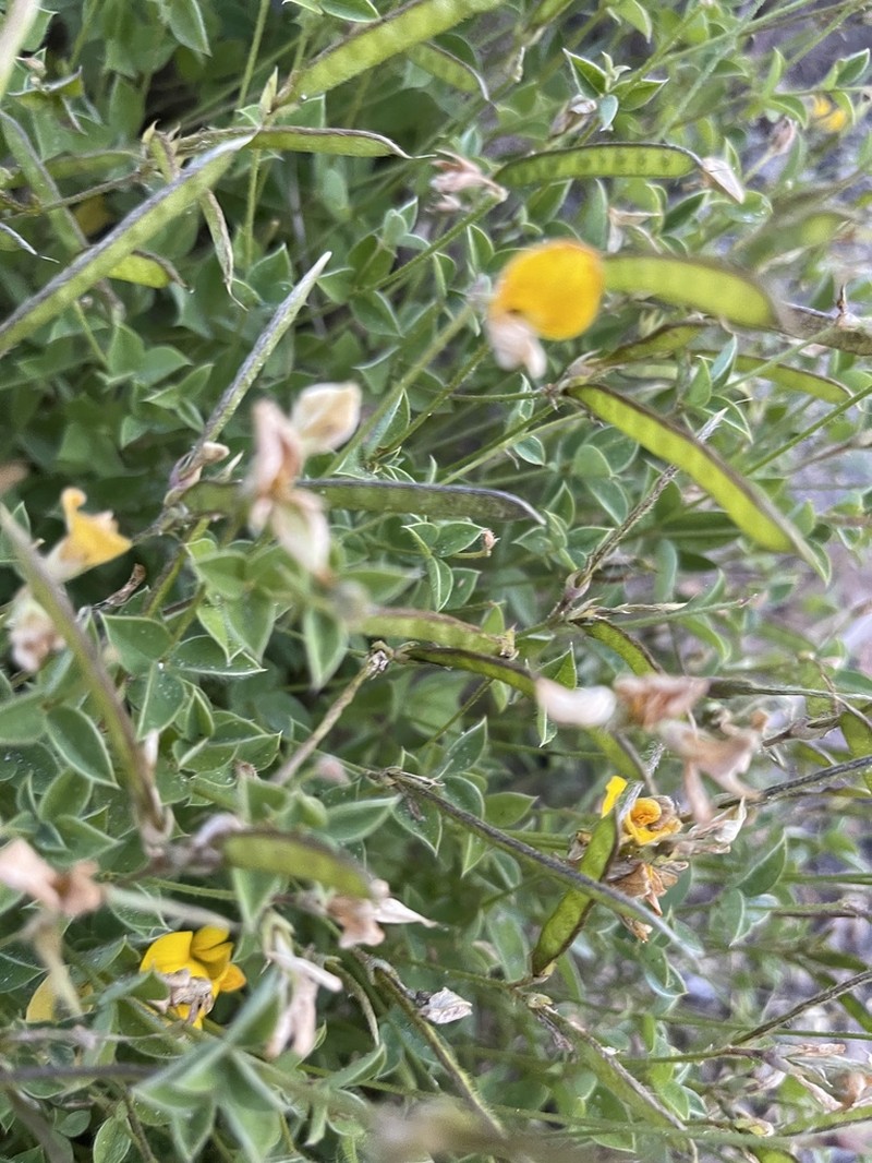 Argyrolobium ascendens photo 4