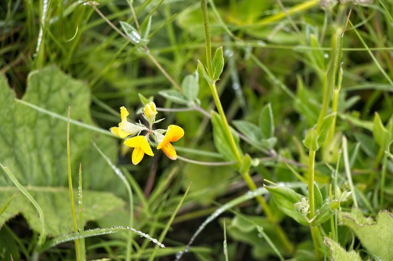Argyrolobium ascendens photo 5