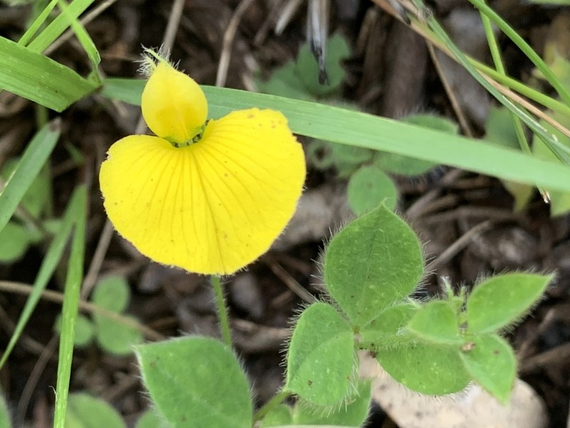 Argyrolobium ascendens photo 6