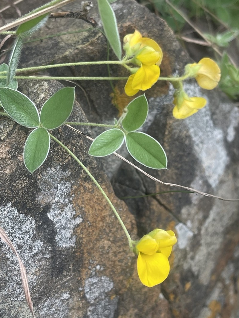 Argyrolobium ascendens photo 8