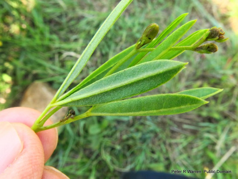 Argyrolobium baptisioides photo 2