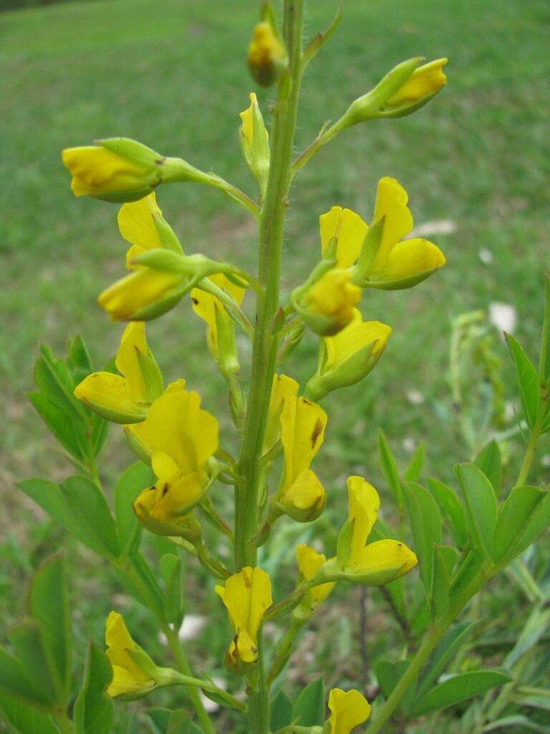 Argyrolobium baptisioides photo 3