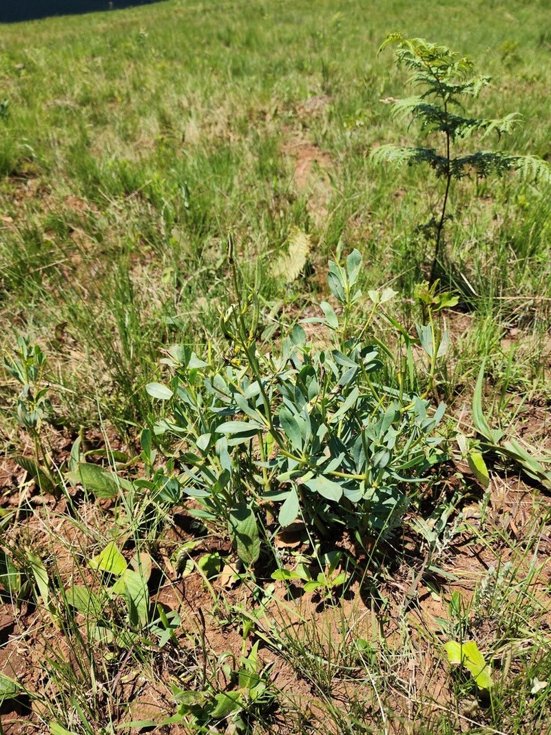 Argyrolobium baptisioides photo 4