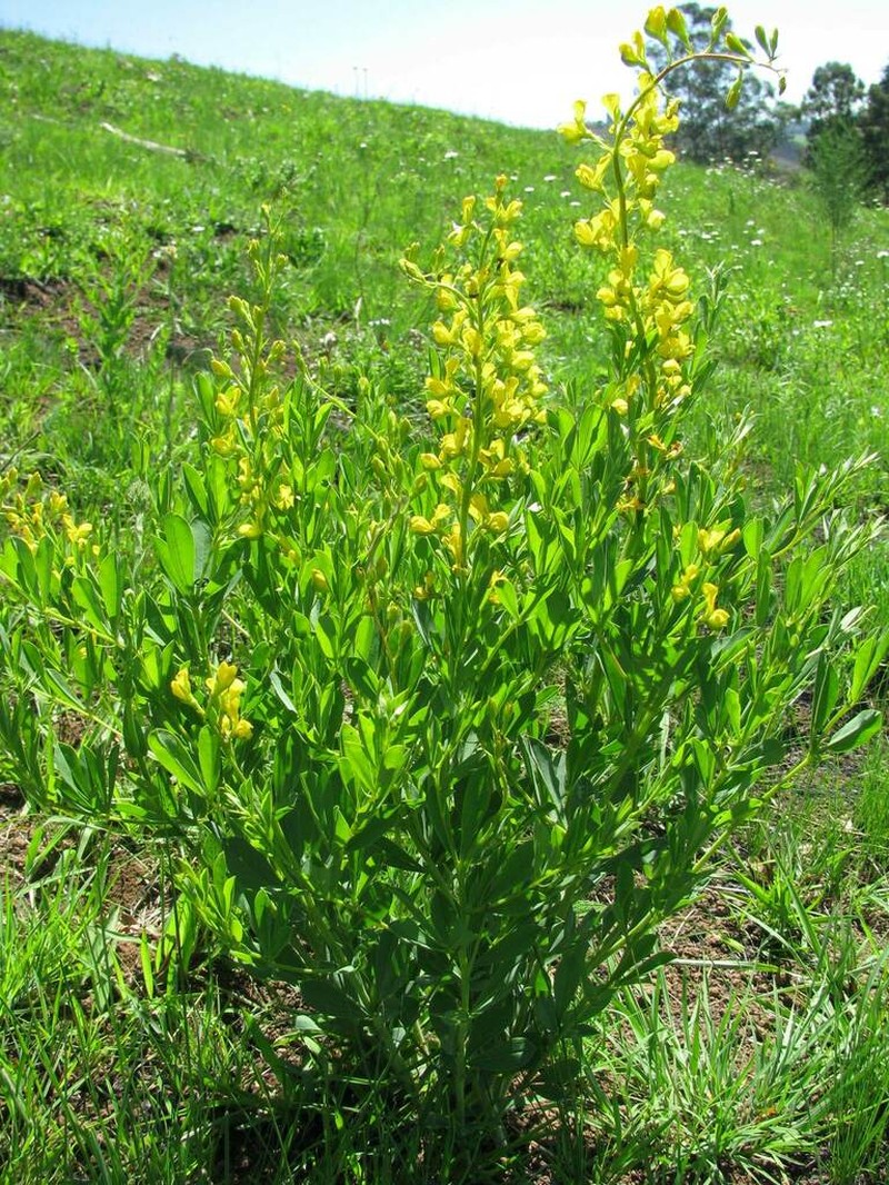 Argyrolobium baptisioides photo 5