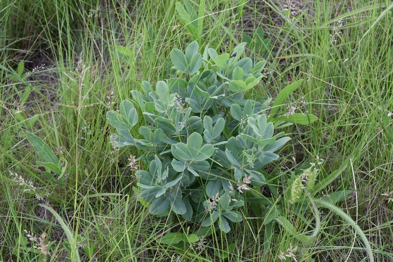 Argyrolobium baptisioides photo 6