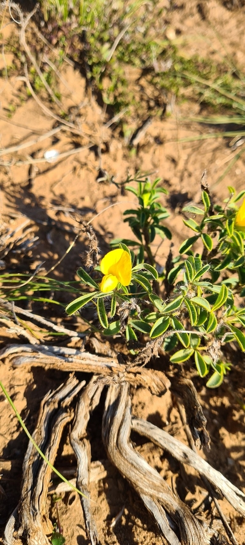 Argyrolobium barbatum