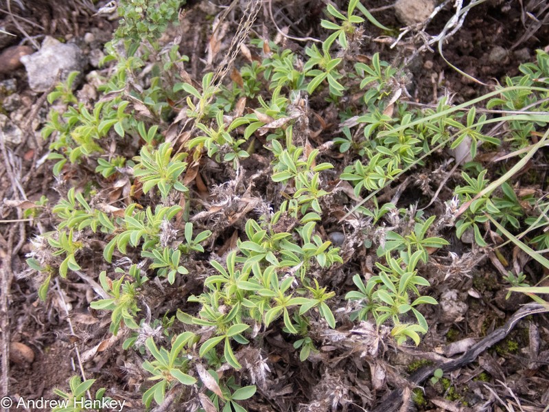 Argyrolobium barbatum photo 2